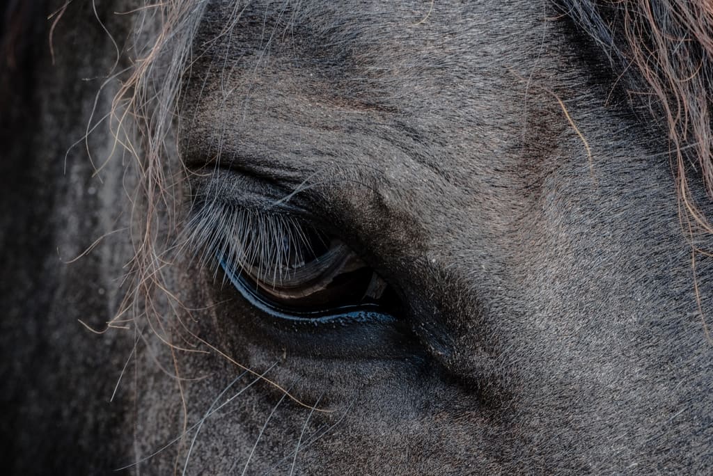 A wild horse standing in open scrubland at Herdade Alagães.