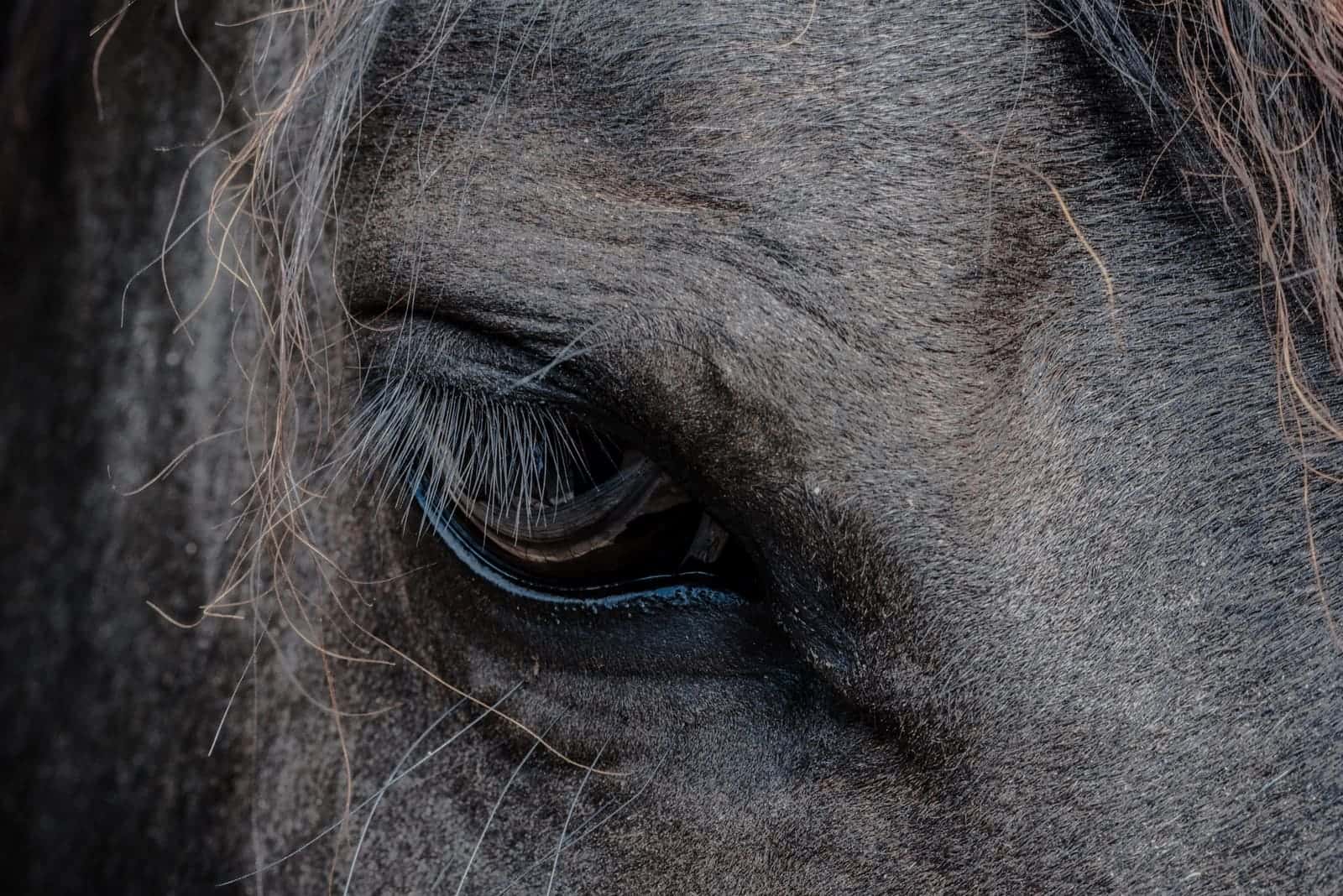 A Sorraia horse standing in open scrubland.