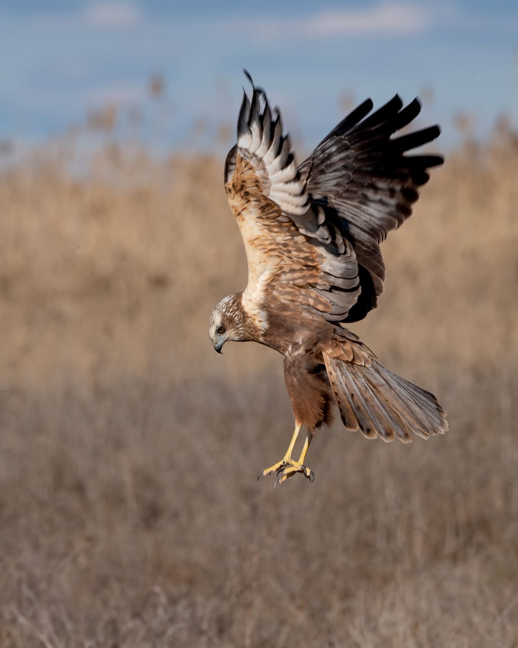 A marsh harrier in flight, wings spread against a pale sky.