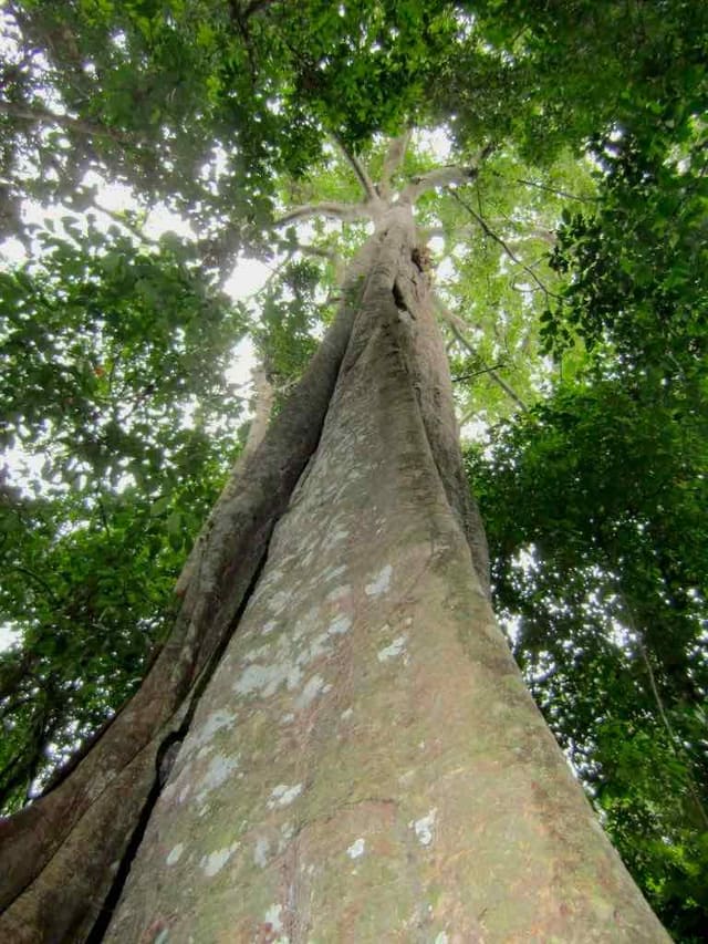 Looking up the trunk of a tall tree into its canopy.