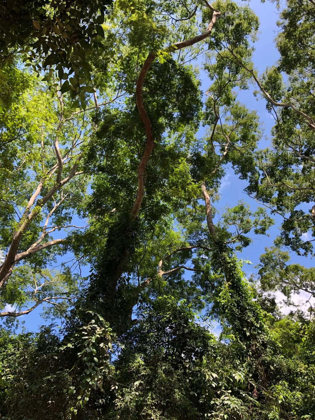 Tree canopy photographed from directly below, branches meeting overhead.
