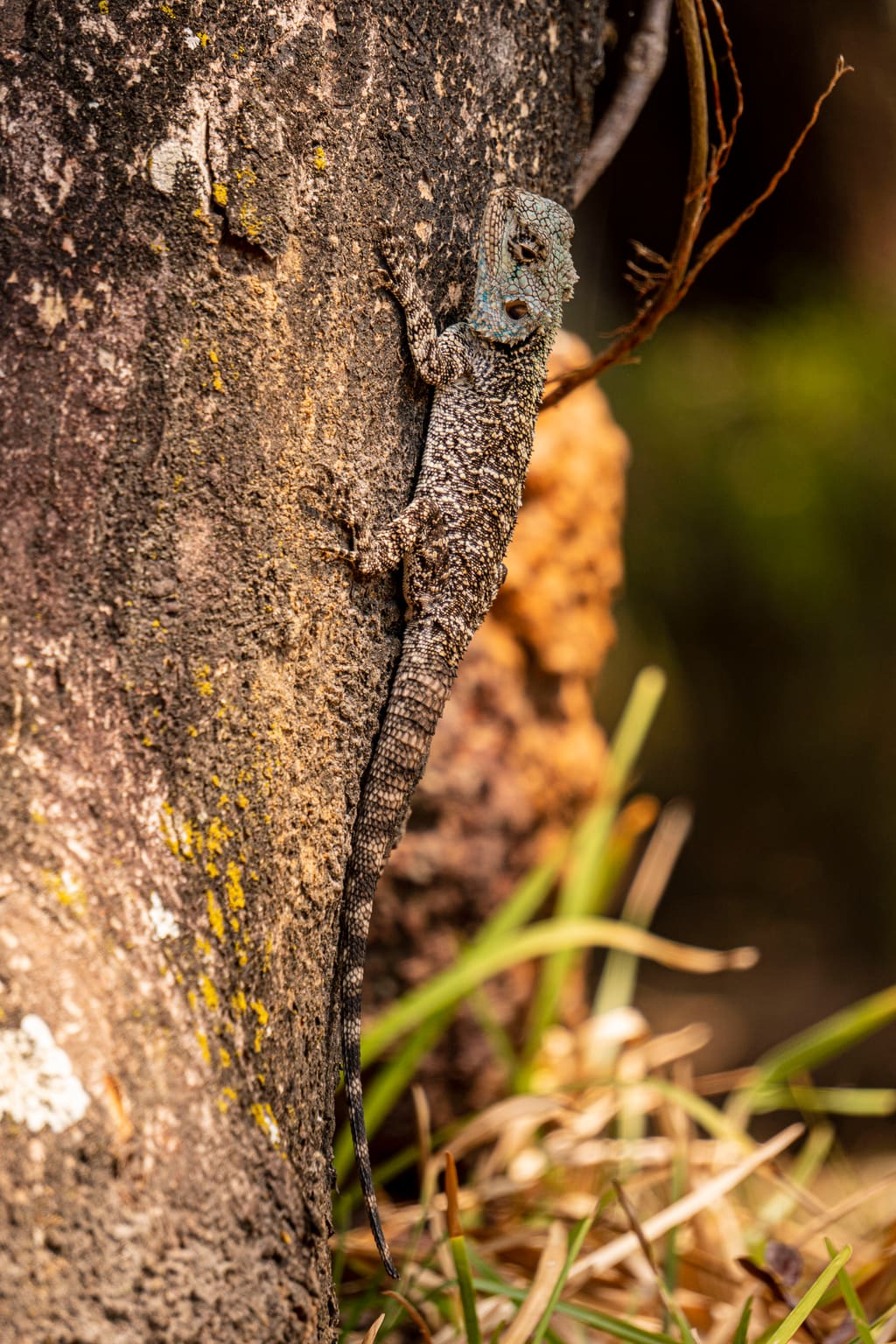 A gecko resting on the bark of a carob tree.