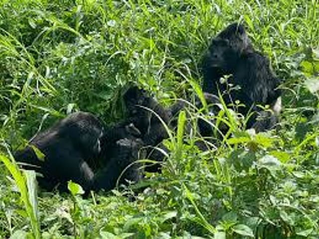 Gorillas at rest in dense green undergrowth in Uganda.